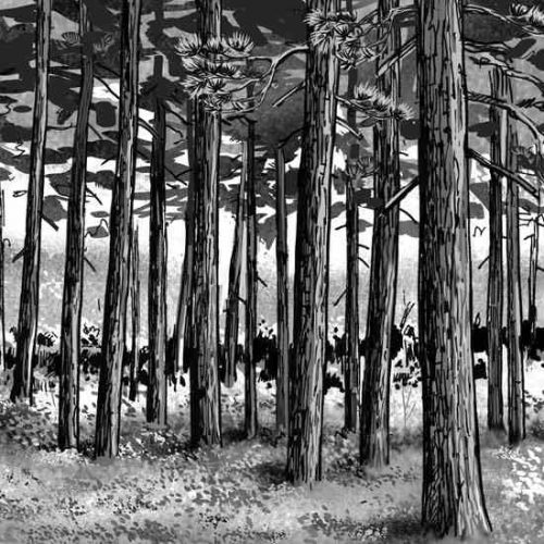 Learn the Processes Guiding Forest Development